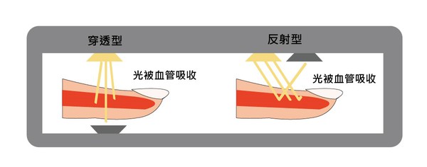 图3 : 光的一部分被血管吸收。(绘图／林彦伶)