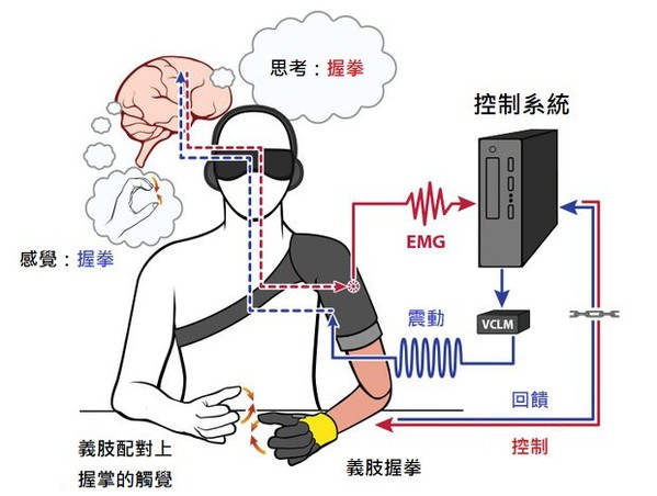 圖三 : 任職於著名的醫療機構—克利夫蘭診所（Cleveland Clinic）的生物工程師Paul Marasco及其研究團隊建立的義肢設計系統。穿戴者可以傳遞動作指令至義肢手臂（紅線），也可以接收義肢手臂所感測到的訊號（藍線）。（source：spectrum.ieee.org）