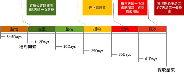 圖23 : 洋香瓜種植程序