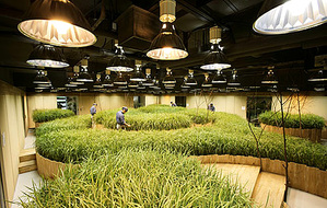 植物工廠生產模式不受天候影響，類似於工業界的量產工廠（圖：Agritecture) BigPic:550x350