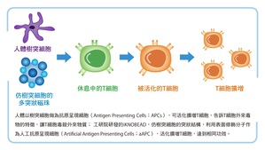 「T细胞」被誉为是打击癌症的最隹主攻手，工研院研发全球首创「仿生多突状磁珠制备技术」，独家多突状设计不仅比市面上的均圆磁珠更有效激活T细胞，成为下世代免疫疗法的闪耀之星。