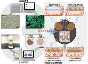 國衛院細胞及系統醫學研究所與清華大學化工系的合作研究團隊，共同開發出結合幹細胞與3D列印支架的高通透性「預血管化組織構建體」