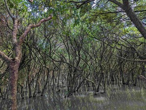 为了维护蓝碳生态系，新北市农业局推动农业净零碳行动，办理挖子尾自然保留区红树林生态监测及保护。