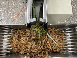 使用植物装盆机进行蝴蝶兰苗换盆作业，比起传统人工作业来得省工省力。图二为导入洋??梗智慧补光系统後，提升开花率与品质。